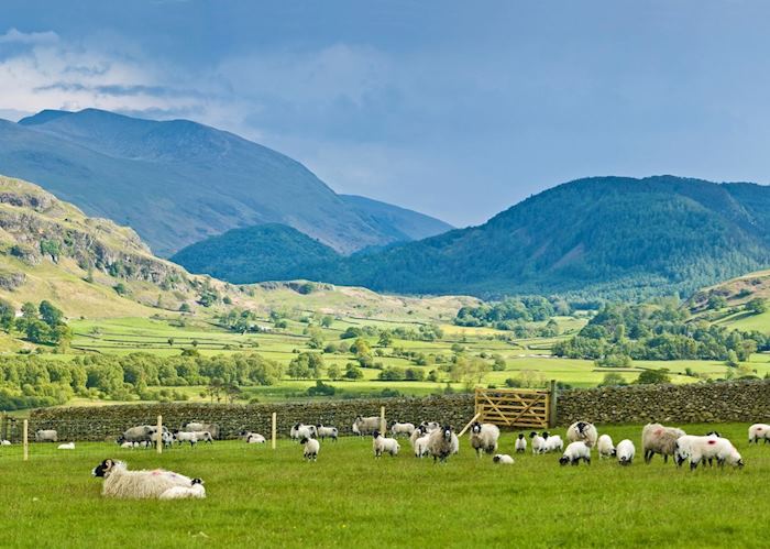 Lake District sheep