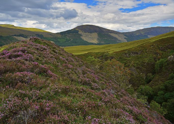 Heather Hills, Isle of Skye
