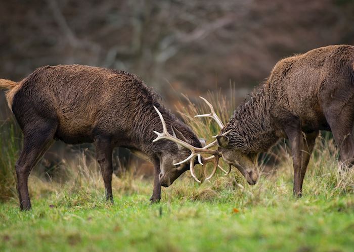 Red deer in Killarney