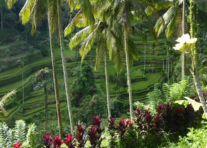 Rice terraces outside of Ubud