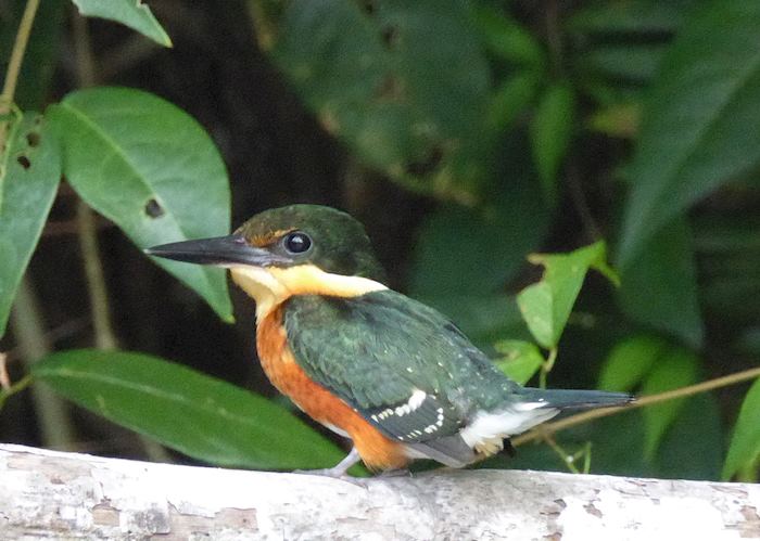 American Pygmy Kingfisher, Cuero y Salado