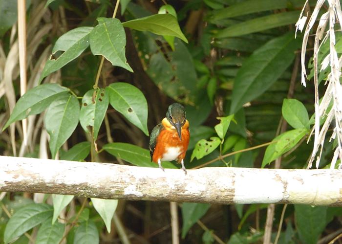 American Pygmy Kingfisher, Cuero y Salado