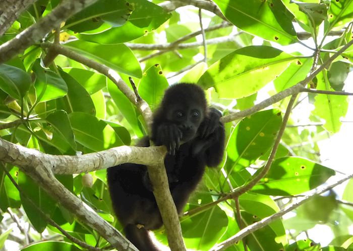 Howler Monkey, Cuero y Salado Wildlife Refuge