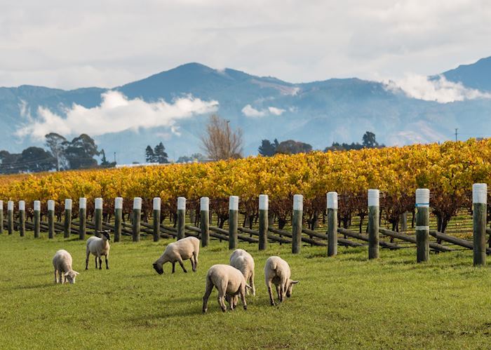 Sheep grazing a vineyard in Blenheim