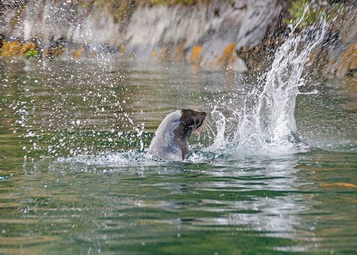 New Zealand fur seal in Milford Sound