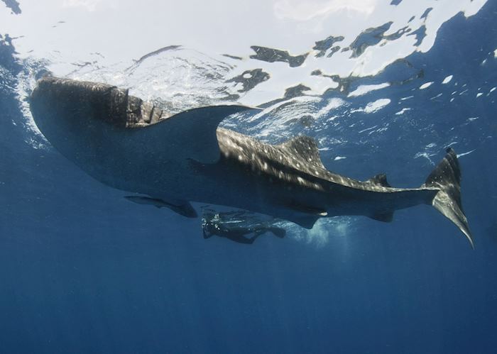 Whale Shark, Mexico