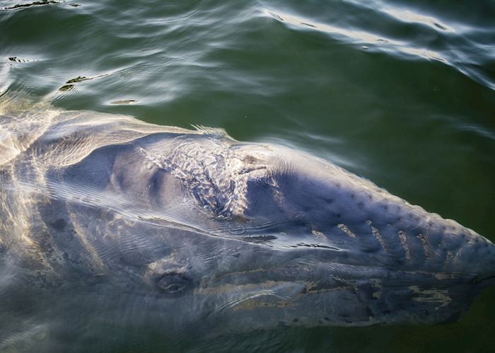 Gray whale, Baja, Mexico