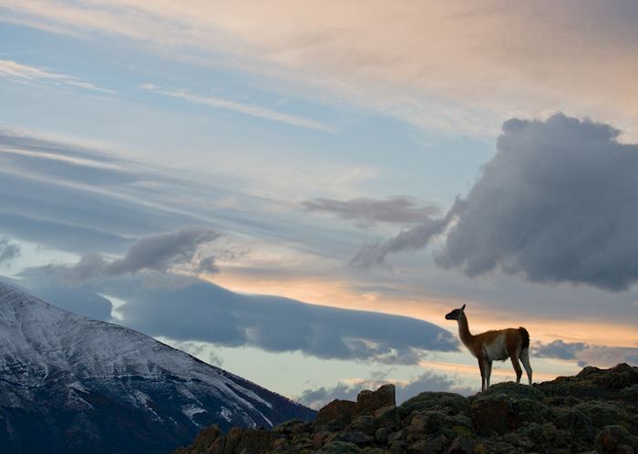 Vicuna - Puerto Natales, Chile
