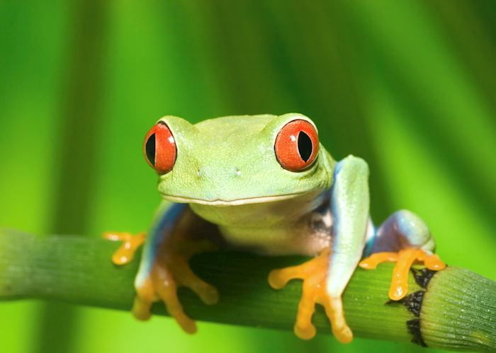 Red-eyed Tree Frog, Costa Rica