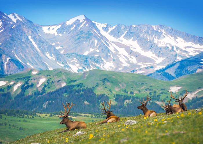 Estes Park elk