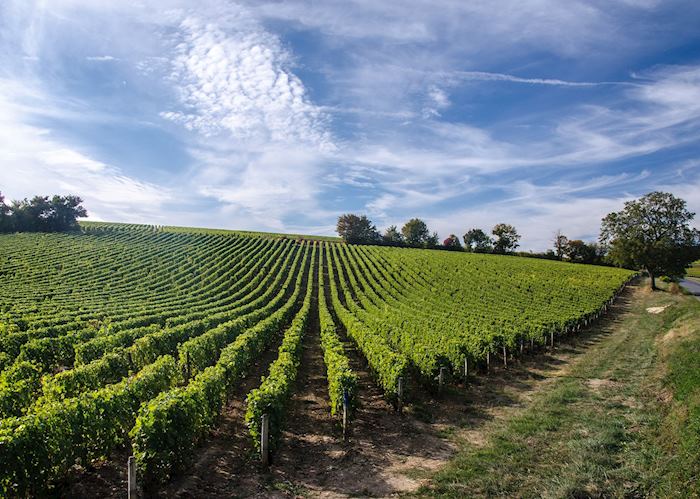 Vineyard, Loire Valley