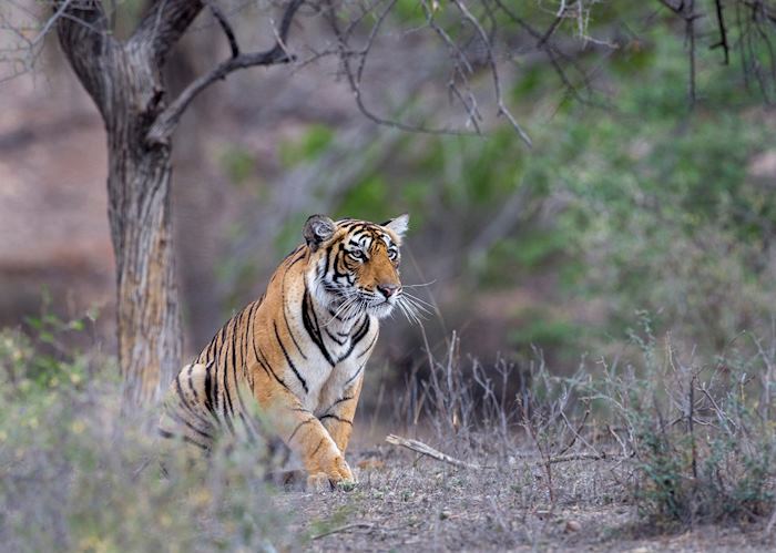 Ranthambhore National Park