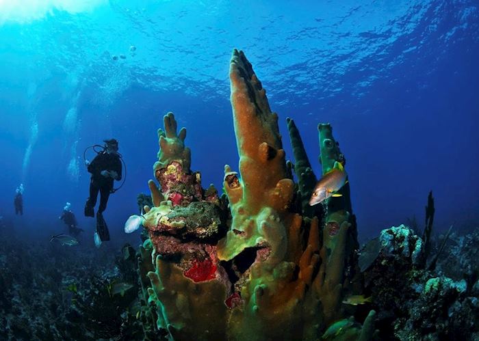 Amazing scuba diving just off the coast of Belize 