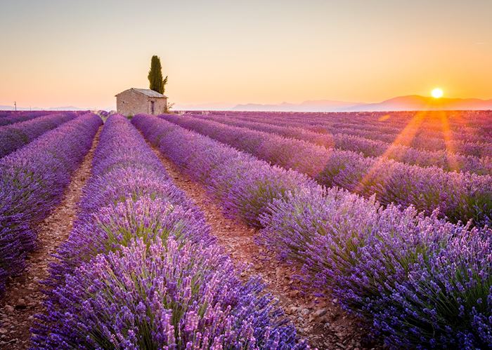 Lavender field, Provence