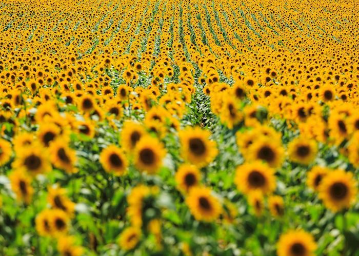 Sunflowers, France