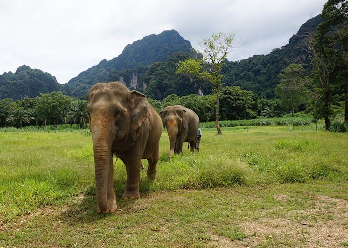 Elephant Hills Camp, Khao Sok National Park
