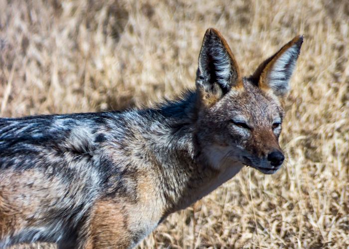 A jackal found among giraffes