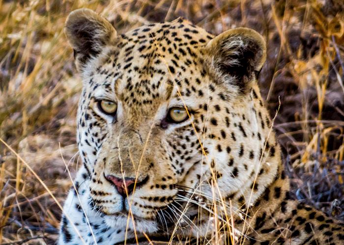 A male leopard relaxing before sunset in the Central Kalahari