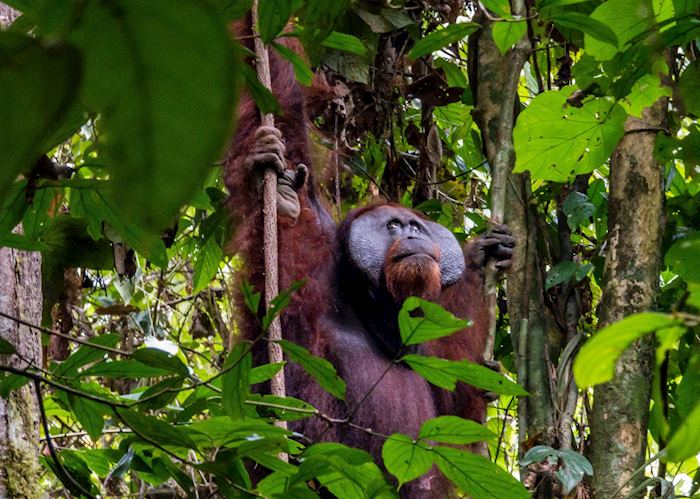 A large male orangutan hanging out in the Danum Valley