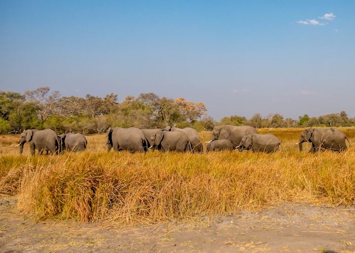 Getting up close with a herd of elephants in Moremi
