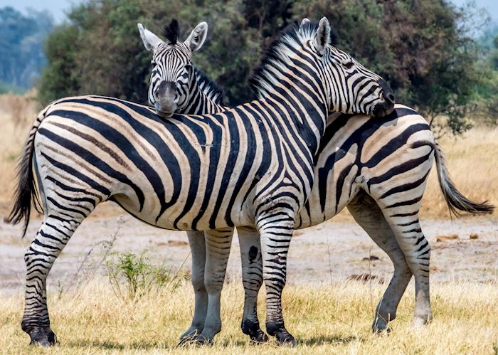 Zebras leaning on each other in Moremi