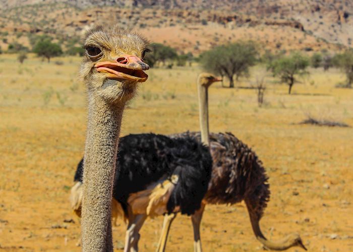 Ostriches in the Namib desert