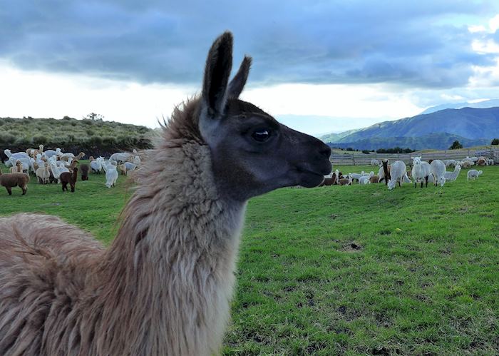 Alpacas in Riobamba, Ecuador