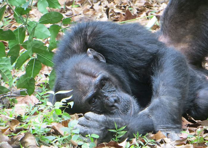 Relaxed chimp in Mahale Mountains