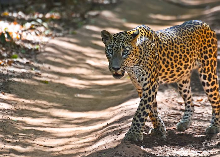 Sri Lankan leopard