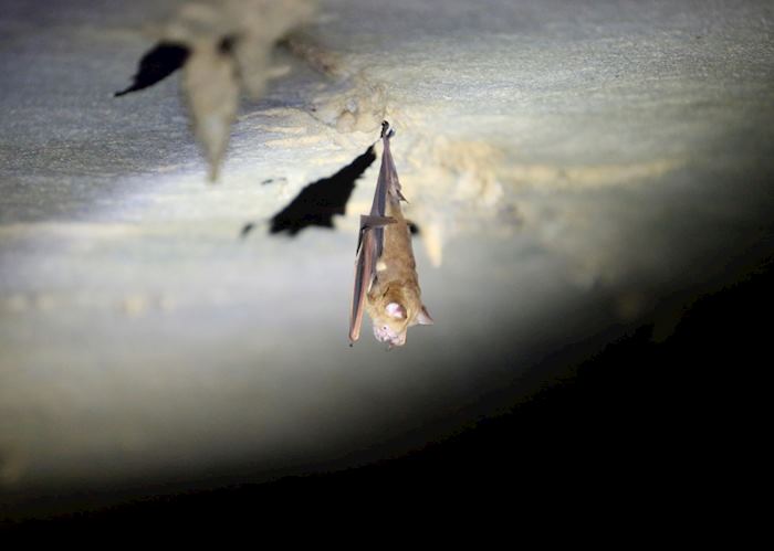 Bat - Mulu Deer Cave