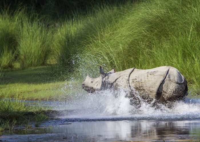Greater one horned rhinoceros, Bardia National Park