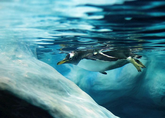 Antarctica