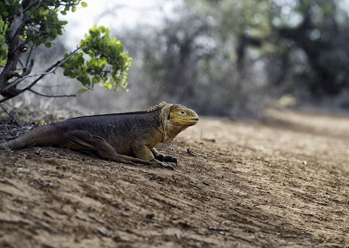 Tailor-made The Galapagos Islands Tours & Itineraries | Audley Travel US