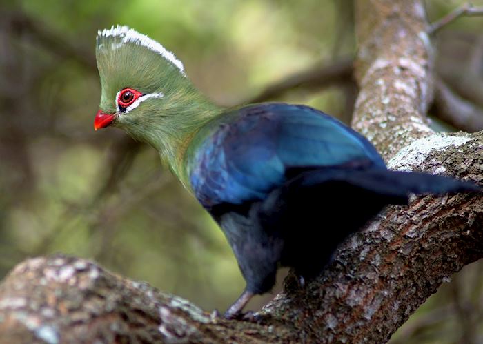 Turaco, Knysna Forest