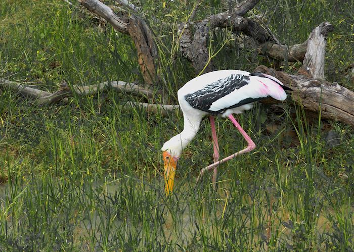 Painted Stork in Yala National Park 