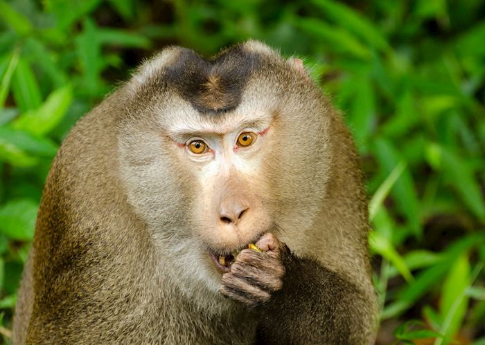Macaque in the Khao Yai National Park