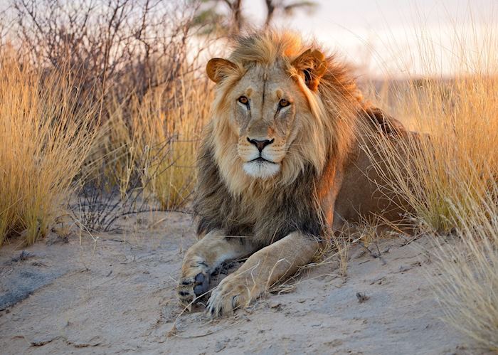 Lion, Tswalu Kalahari Reserve