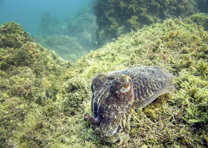 Cuttlefish, Indonesia