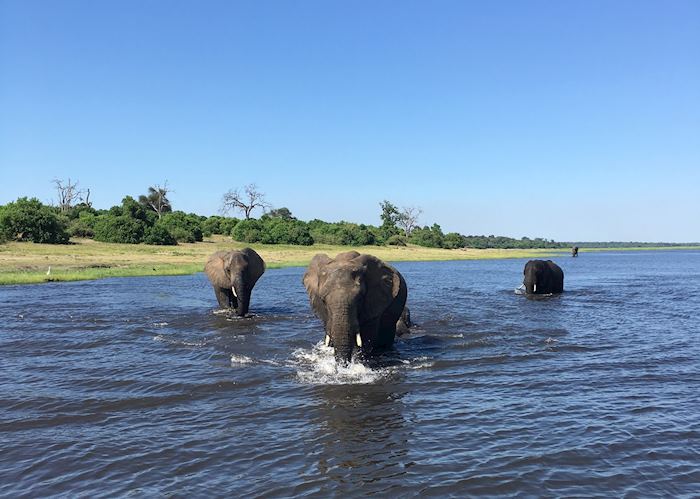 Elephant wading in the Chobe River, Botswana