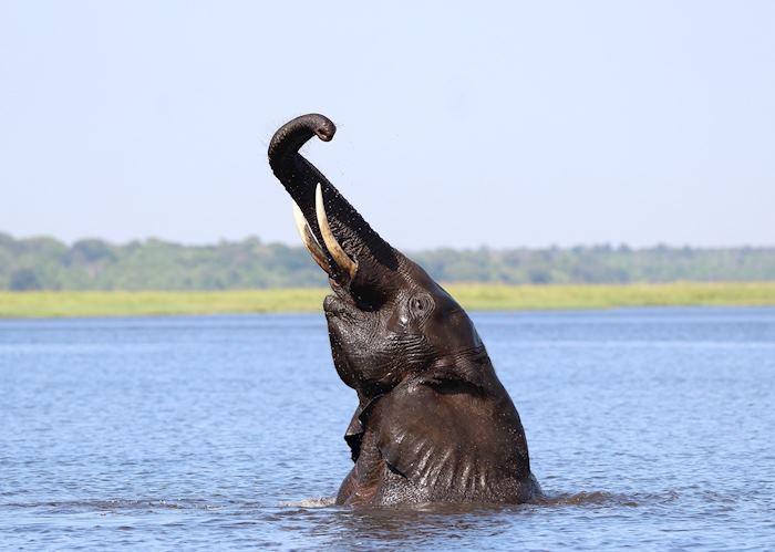 An elephant poses spectacularly in the Chobe River; Botswana