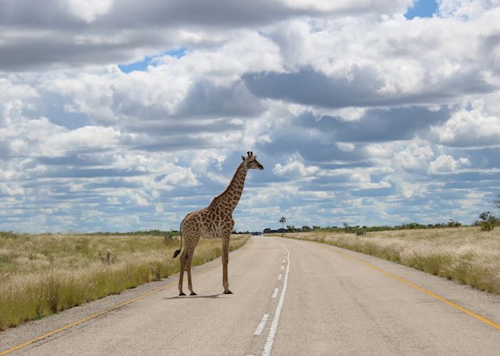 The most likely form of traffic heading out to Nxai Pan