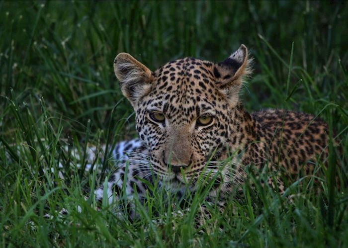 Leopard in the Okavango Delta