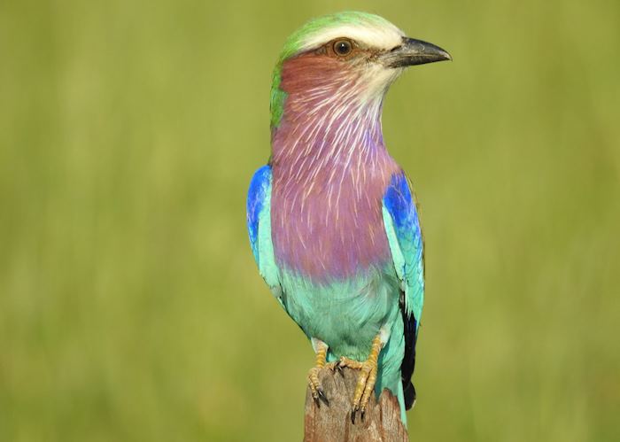 Lilac-breasted roller, Lake Kariba