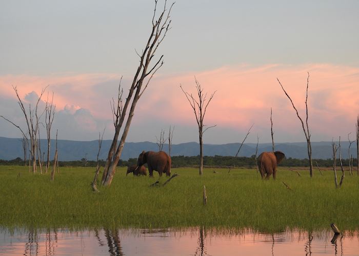 Elephant at sunset on Lake Kariba