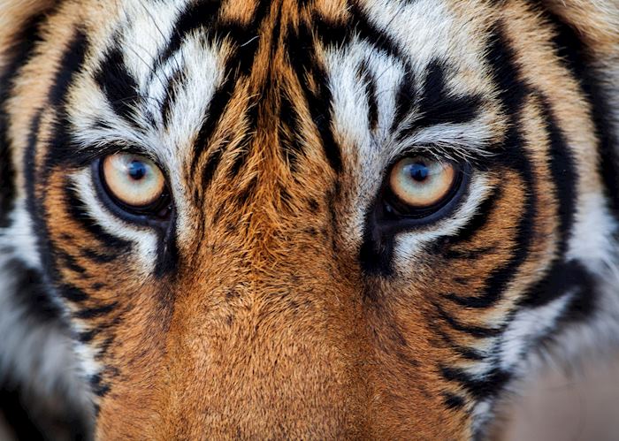 Ranthambore national park