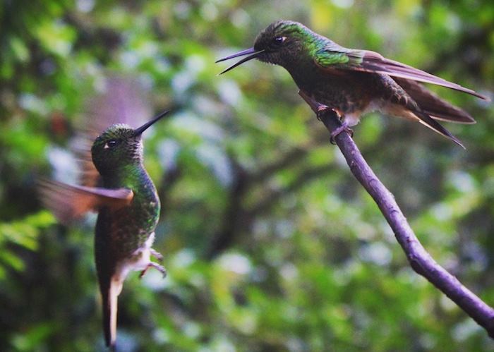 Cocora Valley hummingbirds