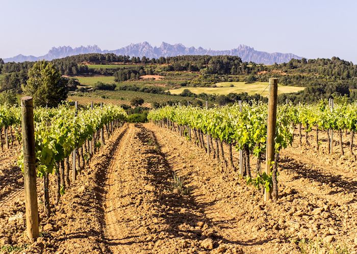 Vineyards, Penedès