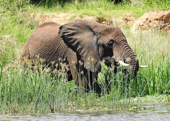 Elephant on the Nile, Murchison Falls, Uganda