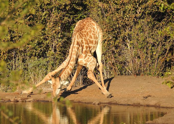 Giraffe drinking, Zambezi National Park, Zimbabwe