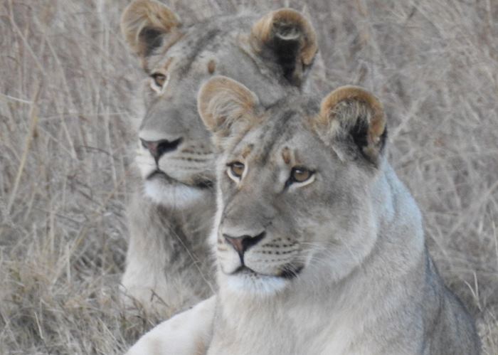 Lion cubs in Matetsi, Zambezi National Park